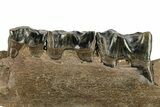 Fossil Woolly Rhino (Coelodonta) Mandible Section - Siberia #225186-3